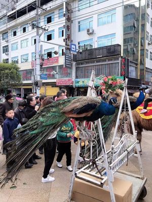 异兽街头走穴，寿宁文旅新体验